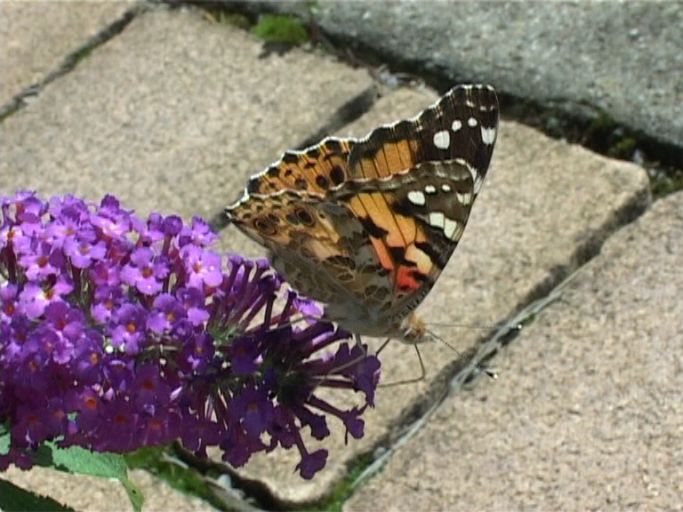 Distelfalter ( Vanessa cardui ), auf Sommerflieder : Moers, in unserem Garten, 24.07.2009